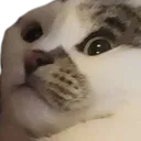 elliotConcern