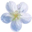 white_flower