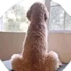 Dog Dog
