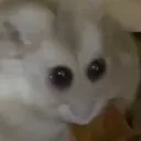 alienhamster