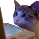 catWatch