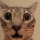gasp