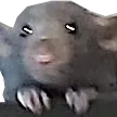 ratpleading