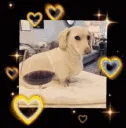 dogslideshow