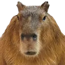 Emptybara Emptybara