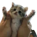 hello_cat