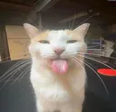 Silly