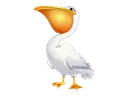 pelican