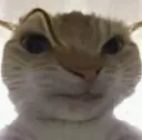 sus
