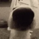 SNIFFA SNIFFA