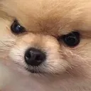 angrydog