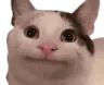 politeok