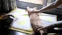 bellyrub