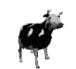 u_z_polishcow