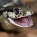Snake_Happy Snake_Happy