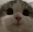 cute_catto