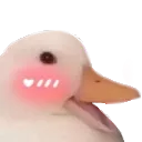 blushing_duck