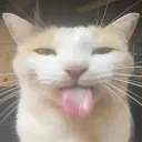 silly_cat