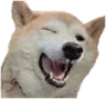 LaughingDoge Discord Emoji
