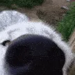 SniffSnoff