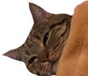 gncat