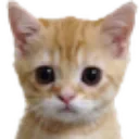 B_cat_stare