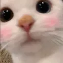 awcatto