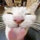bruh_cat