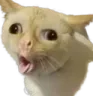 Cat What catwhat Discord Emoji