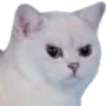 scowlcat scowlcat