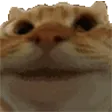catYes