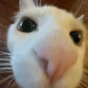 AyoWhatTheCatDoin