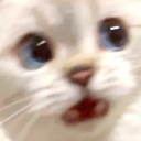 whaaaaacat Discord emoji