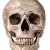 skull