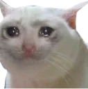 catcry