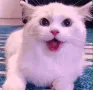 catSmilw catSmilw
