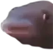 fishem