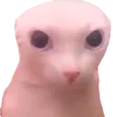 Bingucito