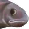 PauseFishEyes PauseFishEyes
