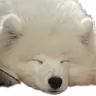 HaruSleeper