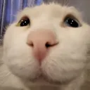 CIyeahoksure CIyeahoksure