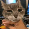 CIchinscritches CIchinscritches