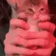 CIkittysmolvibe CIkittysmolvibe