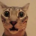 whatthehellboi