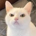 catAnger