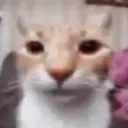catEnraged
