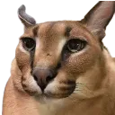 FloppaGosha