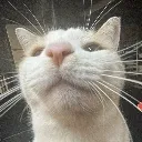 catmoyai