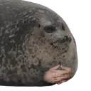 foczka0