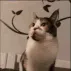 catfuckoff